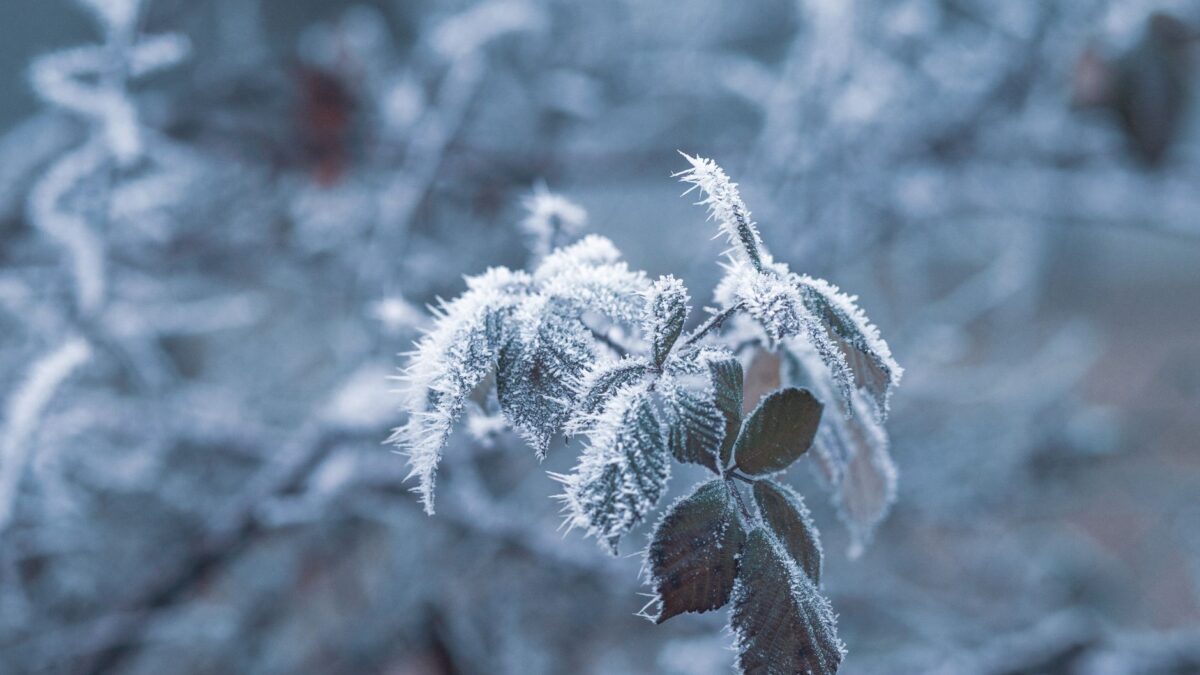 Detailed close-up of frosted leaves with icy details during winter in a forest setting.