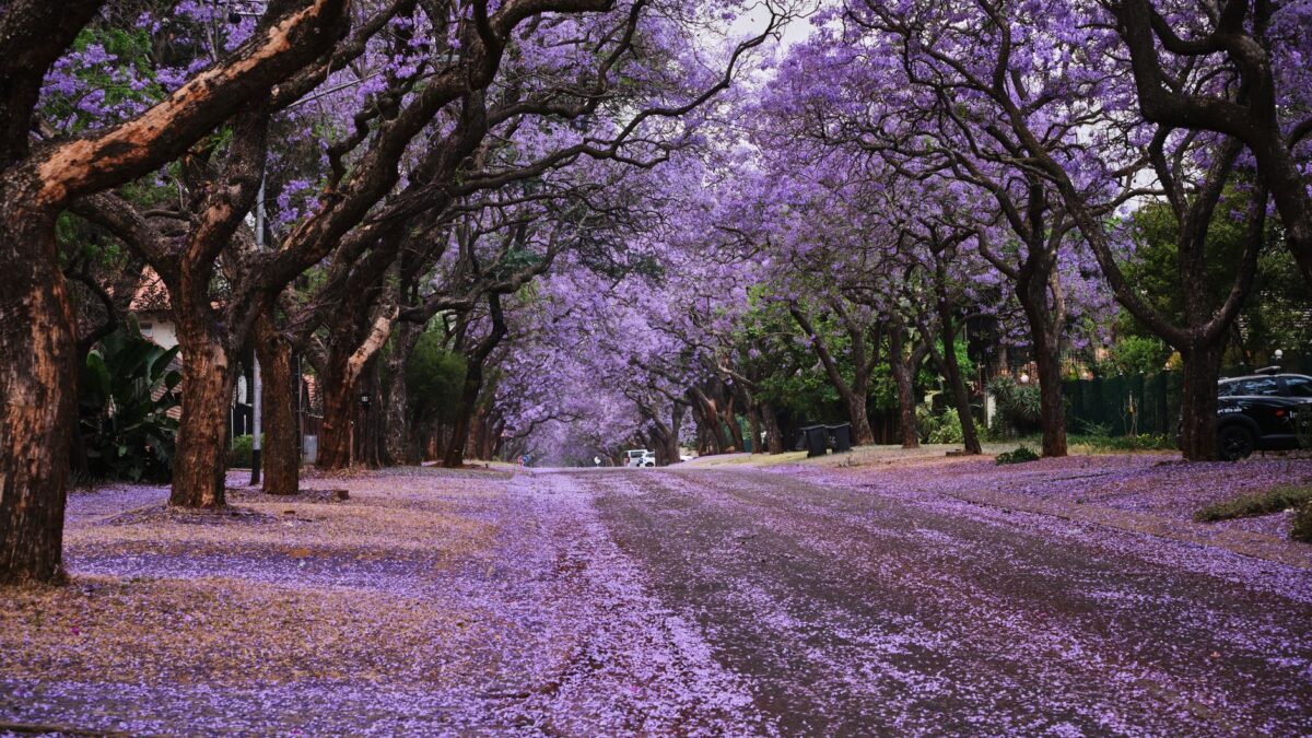 Moving to South Africa: visas, banking and SIM cards