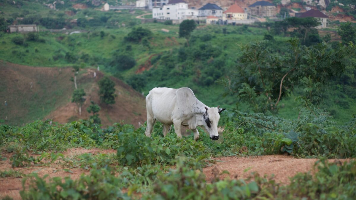 A lone white cow grazes on lush green hills with buildings in Abuja, Nigeria.