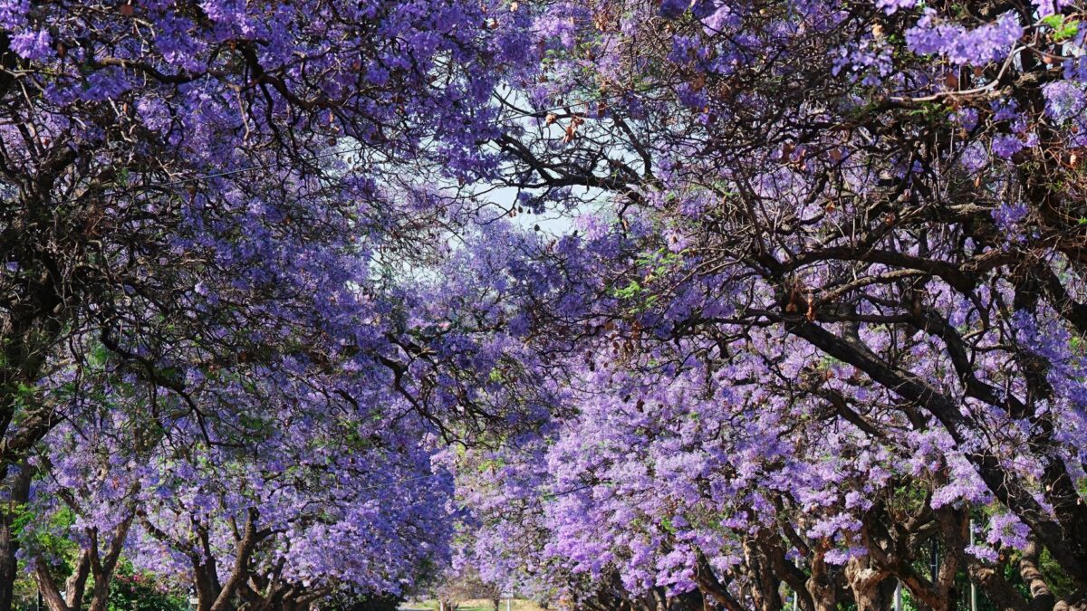 South Africa in September 2026: what travelers should know now