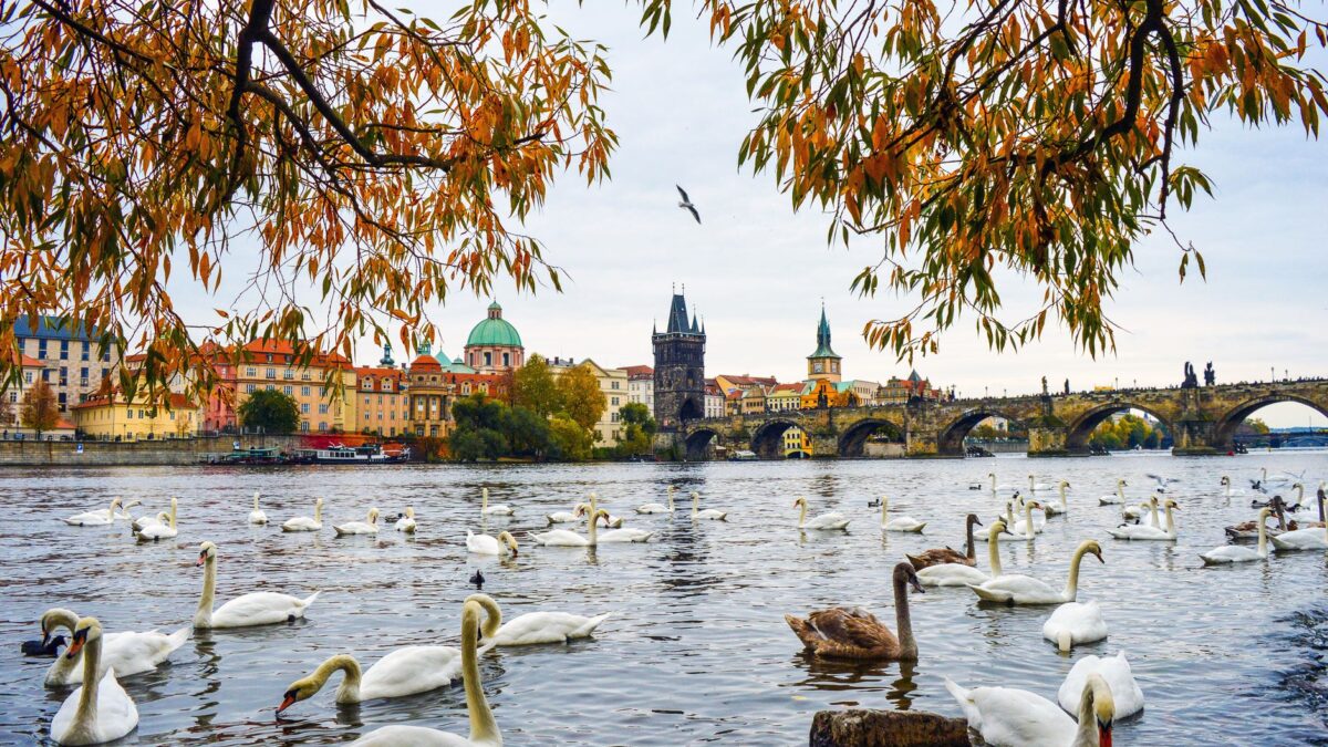 Swans glide on Vltava River with Charles Bridge and Prague's picturesque skyline in the background.