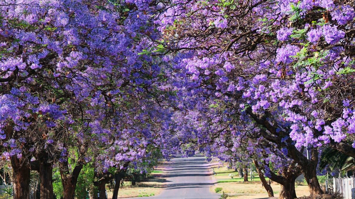 A vibrant street view with jacaranda trees in full bloom featuring a stunning purple canopy.