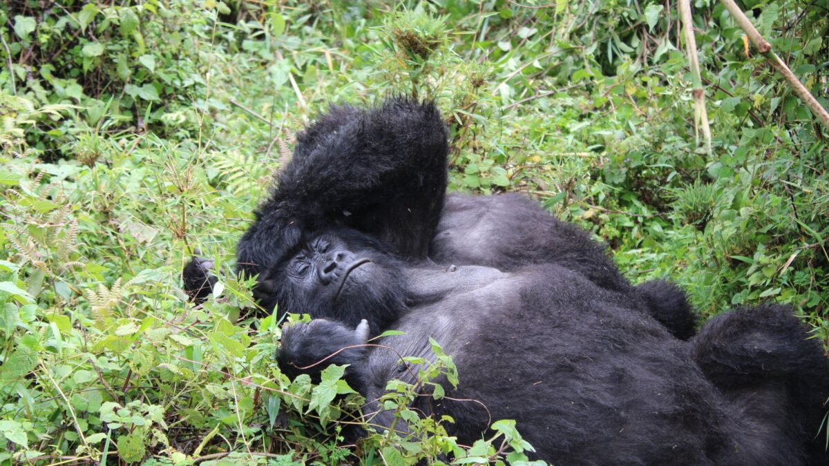 The best time to visit Rwanda