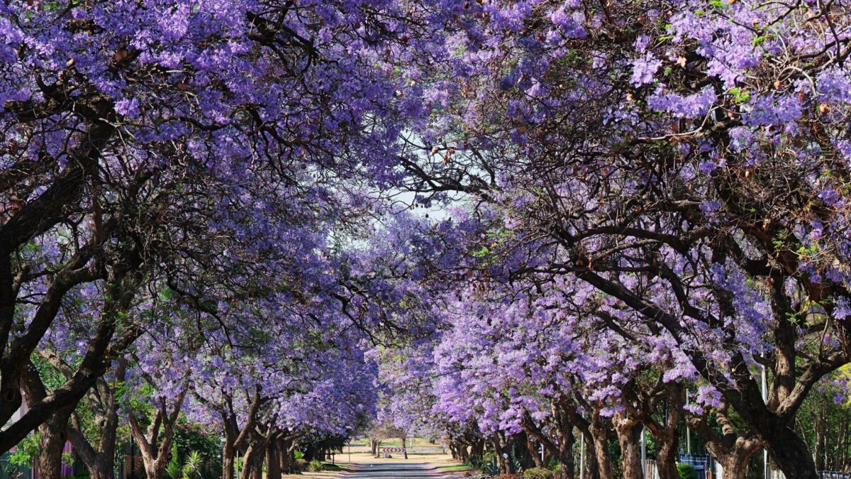 Namibia in September 2026: what travelers should know now