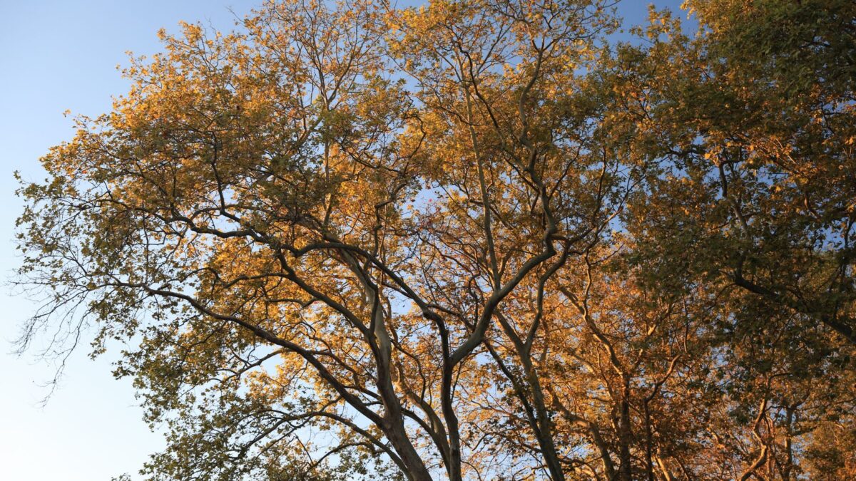 Stunning view of autumn tree canopy with golden leaves against a clear blue sky.