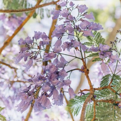 Moving to Australia: visas, banking and SIM cards
