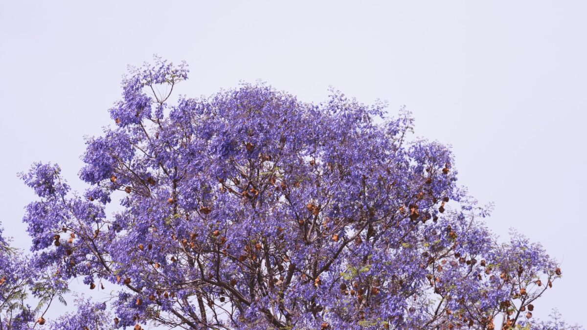 Botswana in October 2026: what travelers should know now
