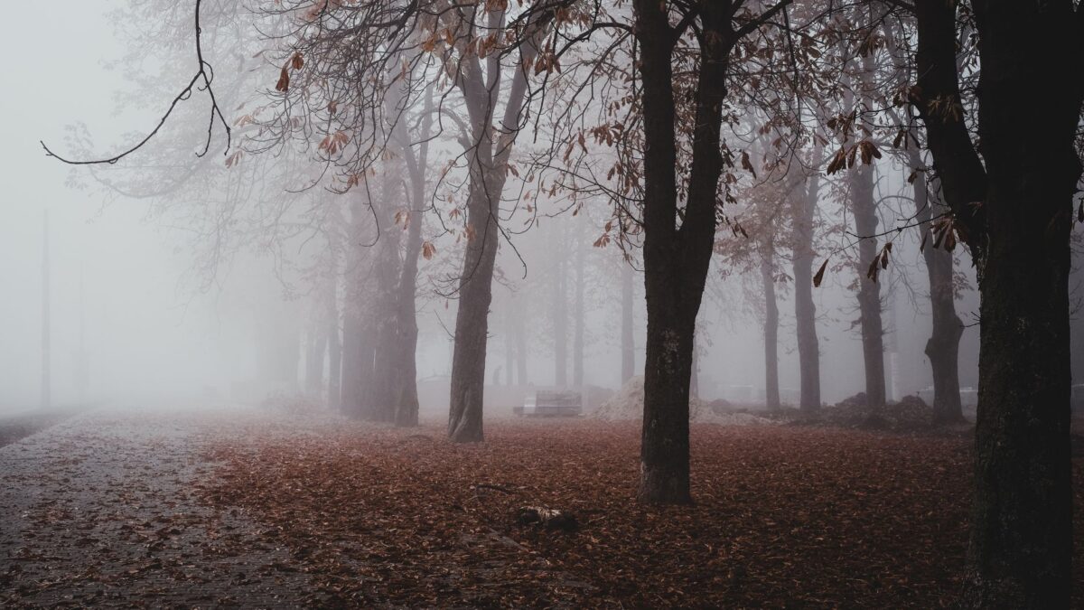 Foggy autumn forest with bare trees and fallen leaves creating a moody landscape.