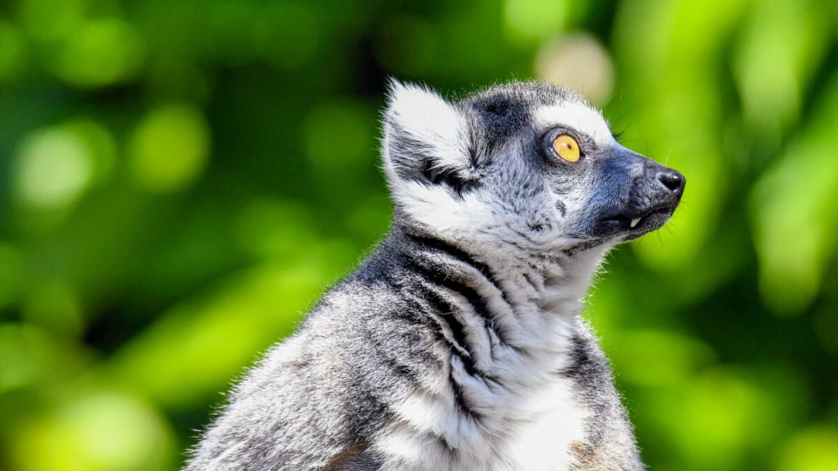 Side profile of a ring-tailed lemur against a lush green background in daylight.