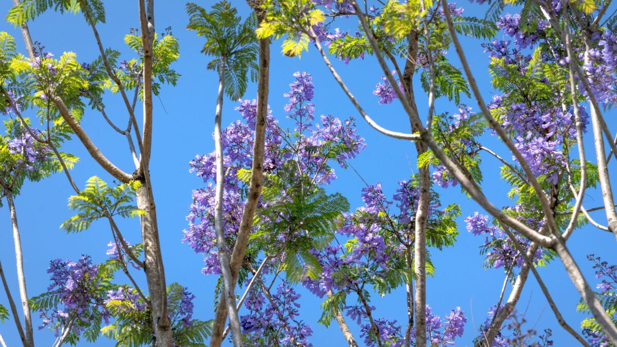 Vibrant purple jacaranda blossoms with green foliage on a clear blue sky background.