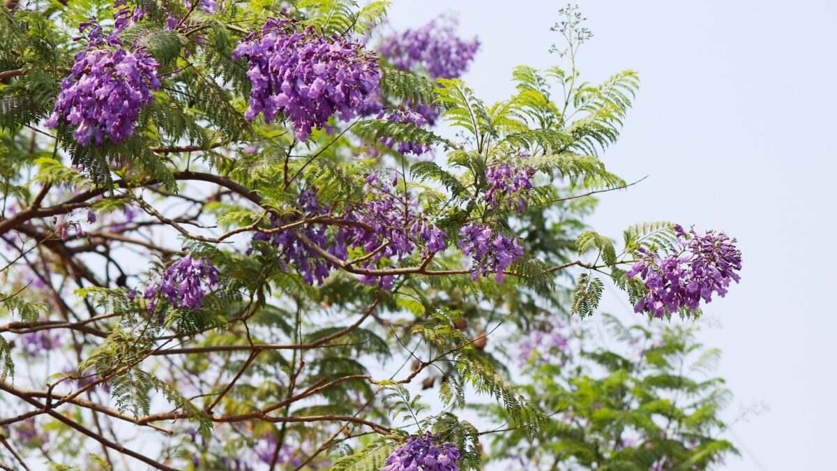 Vibrant purple jacaranda flowers blooming on a tree, showcasing nature's spring beauty.