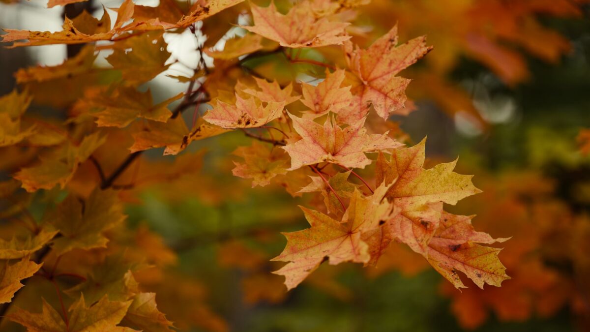 Captivating close-up of vibrant autumn maple leaves with warm colors.