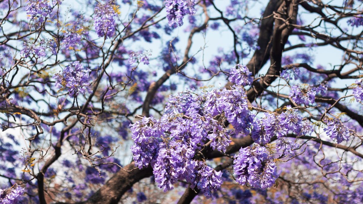 Beautiful jacaranda tree branches full of blooming purple flowers in spring sunlight.