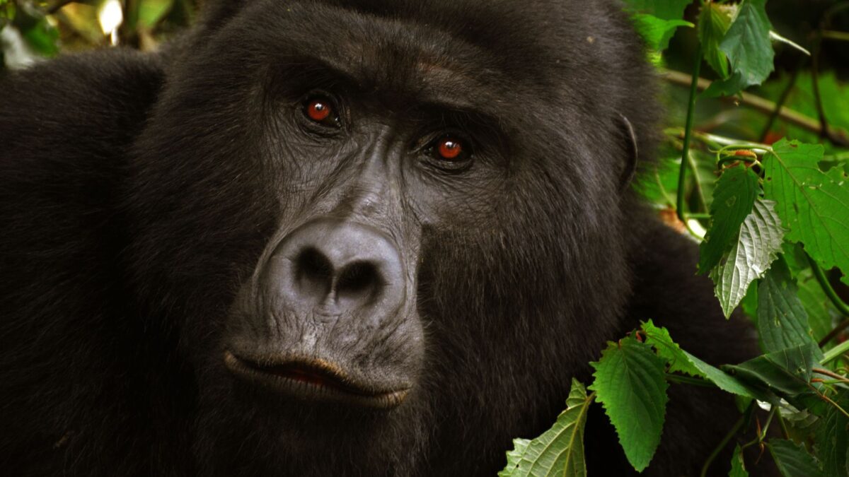 A close-up shot of a gorilla surrounded by lush green foliage, showcasing its intense expression.