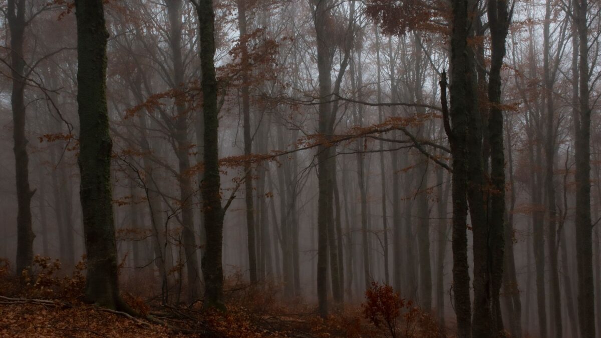Eerie and atmospheric fog envelops a tranquil forest, creating an enchanting woodland scene.