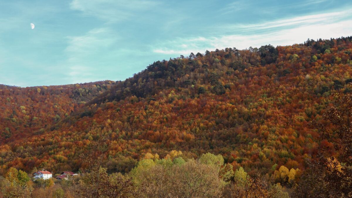 Scenic autumn landscape with colorful hillside and clear blue sky, showcasing nature's beauty.