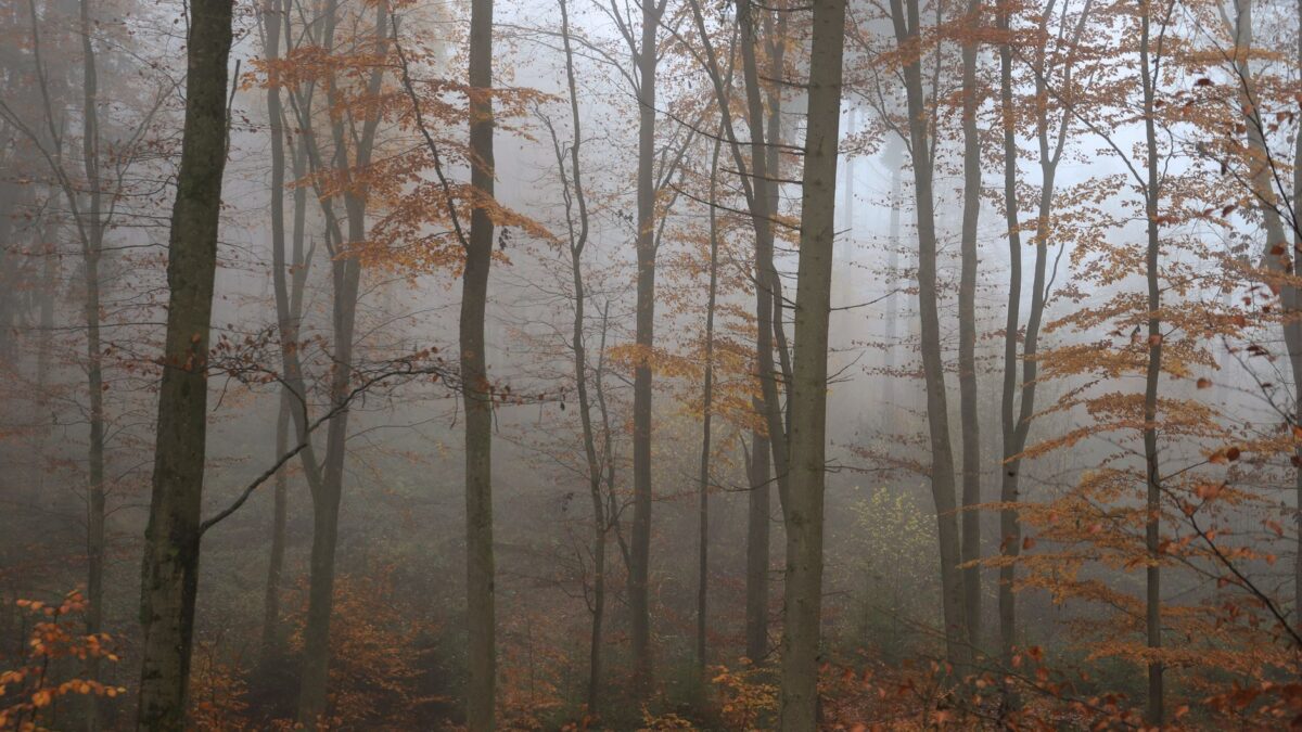 A foggy forest scene in autumn, showcasing tall trees and rich fall foliage.