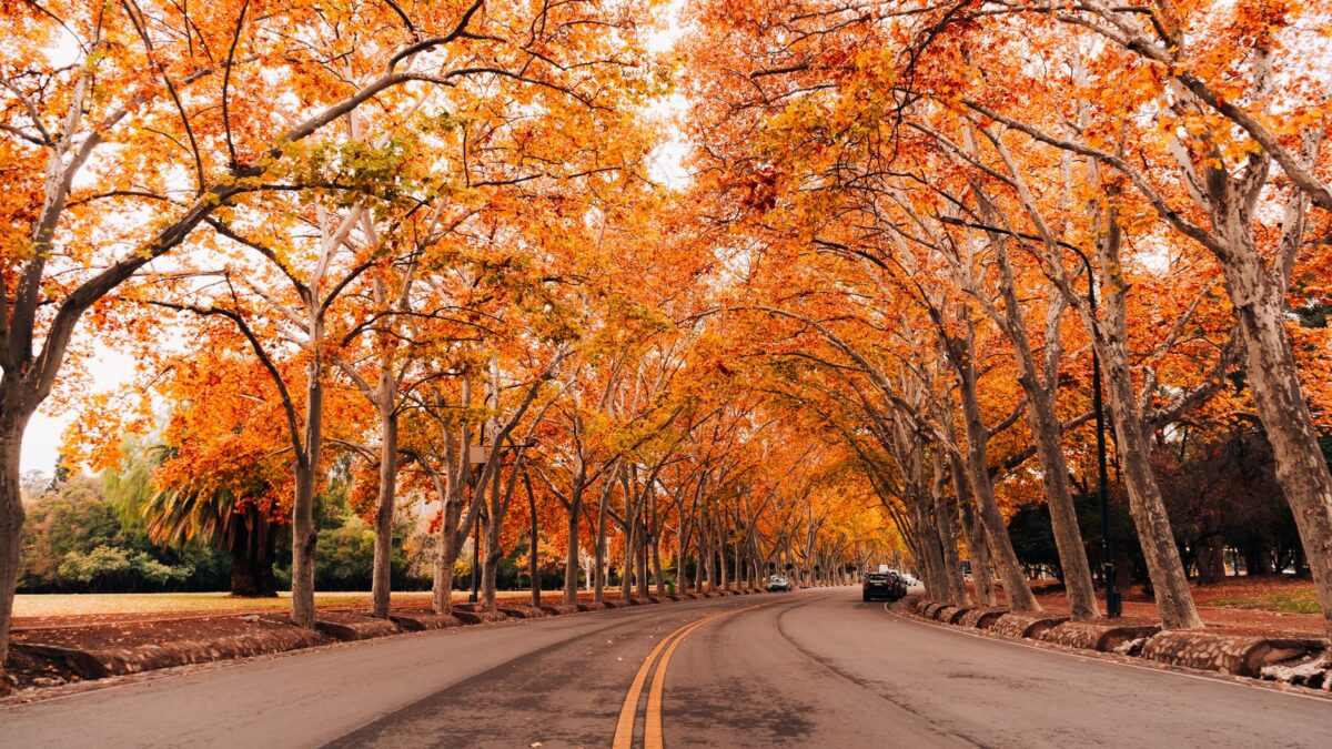 Enchanting autumn scene with vibrant orange leaves lining a serene avenue in Mendoza, Argentina.