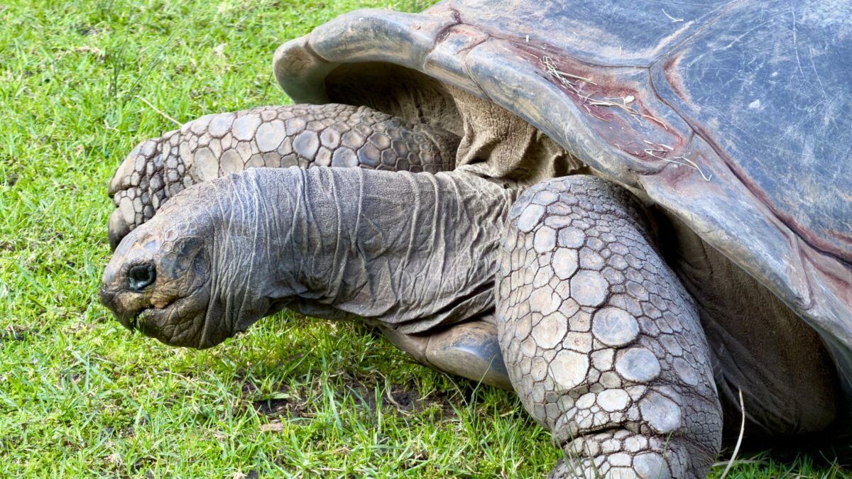 Detailed view of a giant tortoise in Parkville, Australia, showcasing its textured shell and skin.