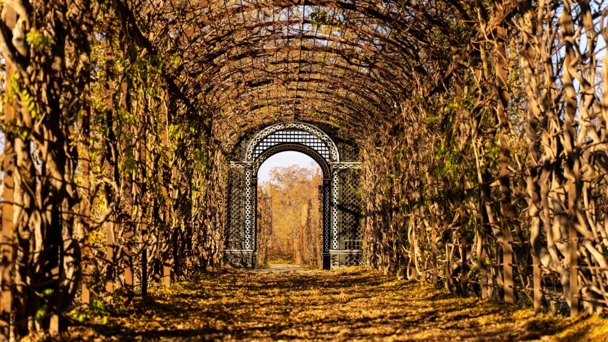 Romantic vine-covered tunnel during fall in Vienna, Austria with golden leaves.