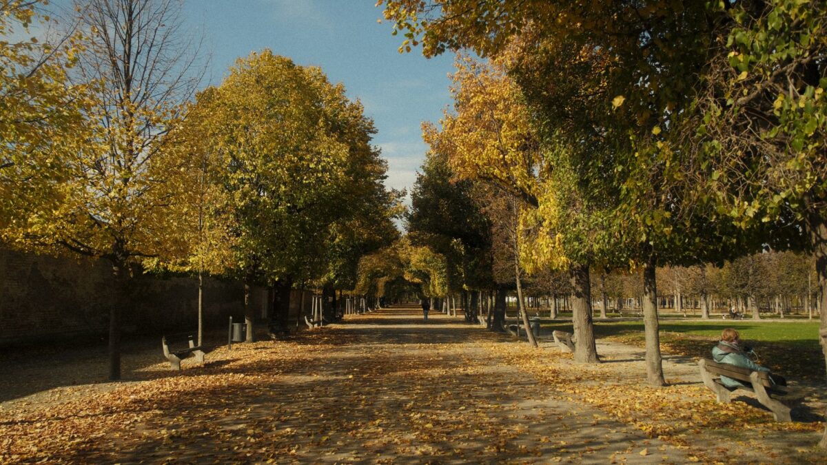 Golden autumn leaves line a tranquil path in Vienna's Augarten Park.