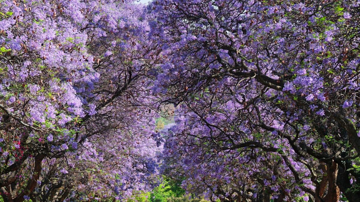 A picturesque view of a street lined with blooming jacaranda trees in spring.
